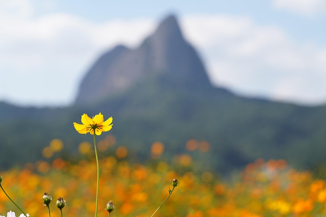 Free Maisan Provincial Park Cosmos photo and picture