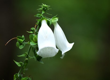 Flower, Bloom, Botany, Blossom, Plant