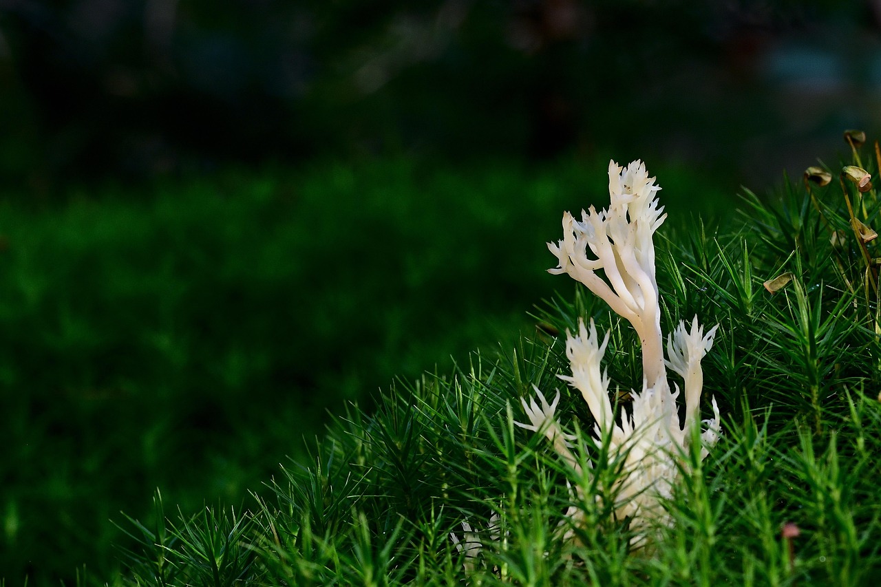 200 + 무료 균 & 버섯 이미지 - Pixabay