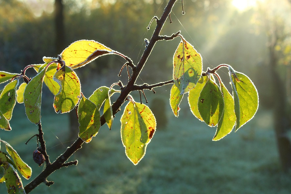 Tree Foliage Leaves - Free photo on Pixabay - Pixabay