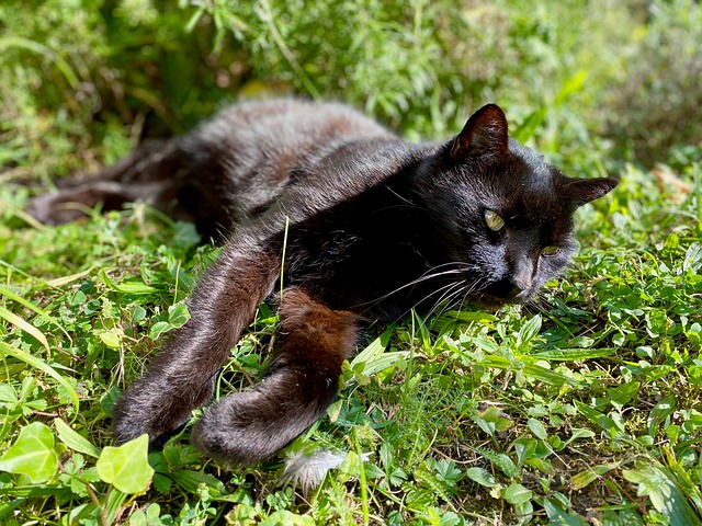 Free Cat Domestic Cat photo and picture