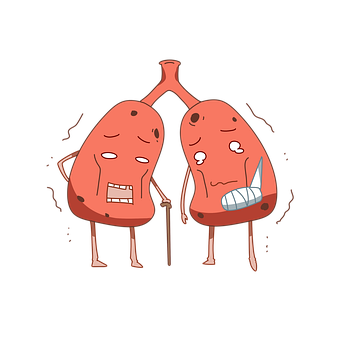 Free Lungs Anatomy illustration and picture