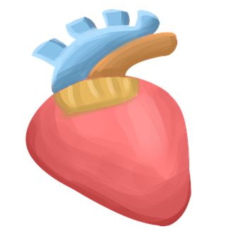 Free Heart Anatomy illustration and picture