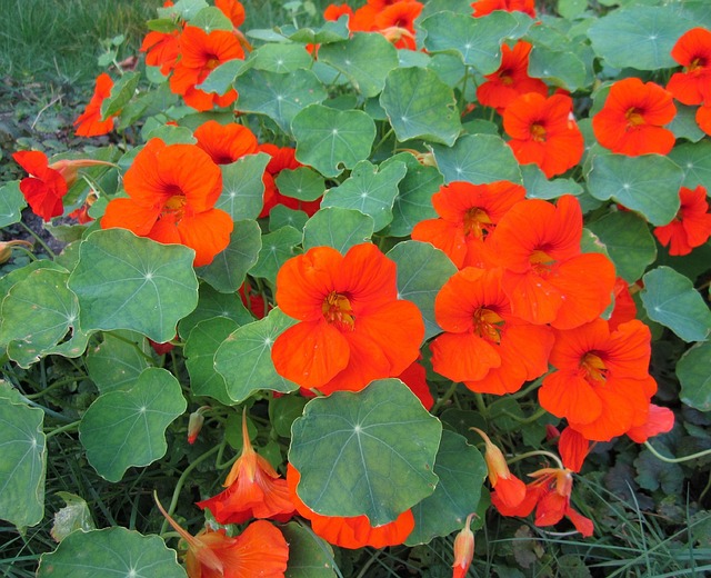 Free Nasturtiums Blossom photo and picture