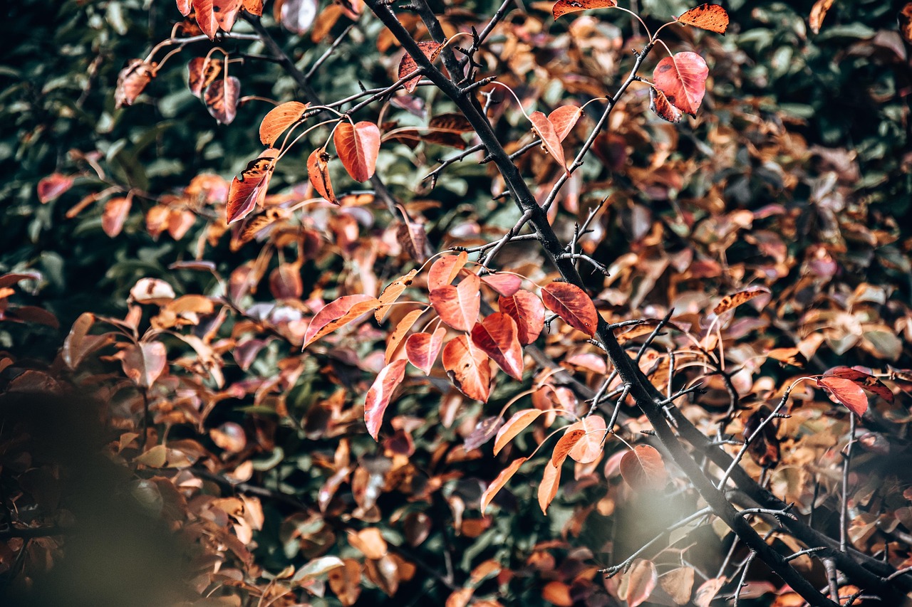 Foliage Trees Forest - Free photo on Pixabay - Pixabay