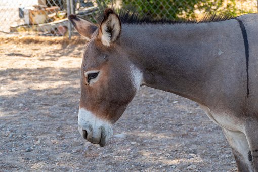 Æsel, Jackass, Burro, Vild, Dyreliv, Dyr