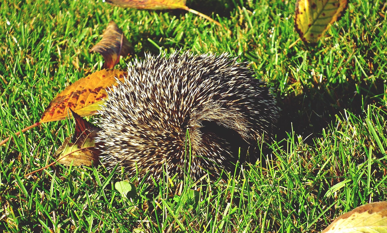 Foto zu 900+ kostenlose Igel und Tier-Bilder - Pixabay 