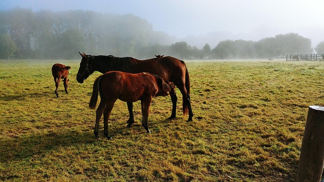 Free Horses Foal photo and picture