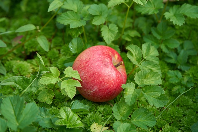 Free Apple Forest Floor photo and picture