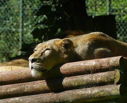 Free Lioness Relaxing photo and picture