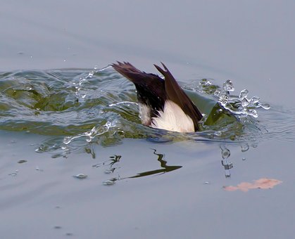 Free Duck Diving photo and picture