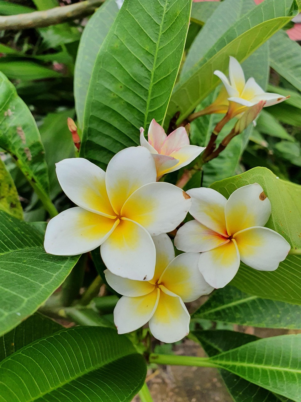Frangipani Flower Lobe Free photo on Pixabay Pixabay