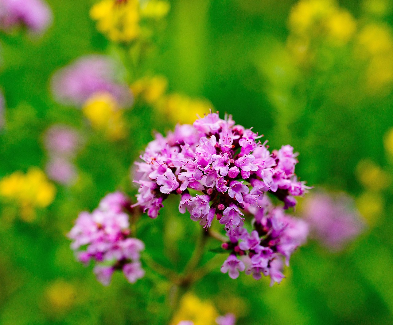 200+ Free Oregano & Nature Images - Pixabay