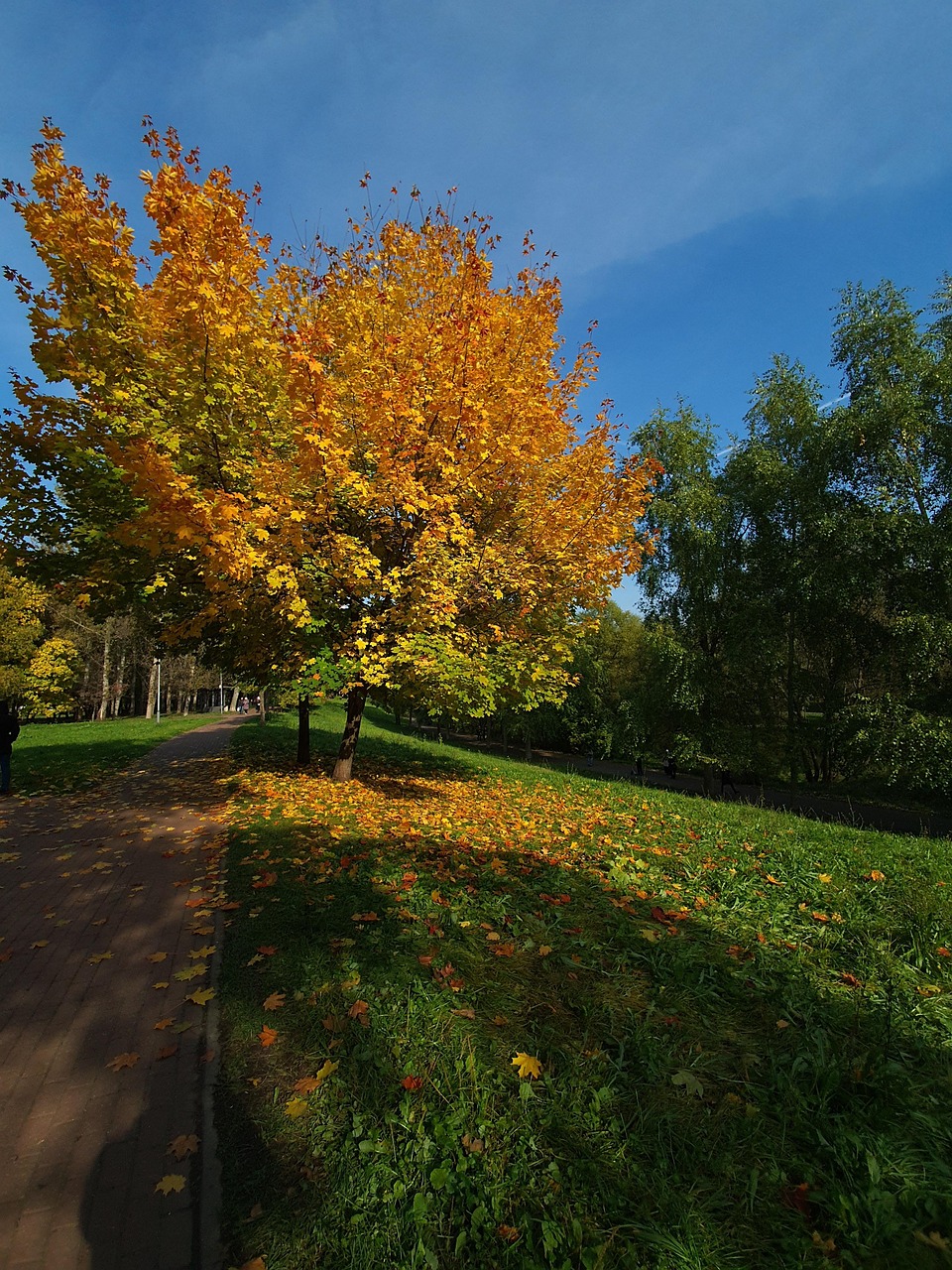 Tree Autumn The Park - Free photo on Pixabay - Pixabay