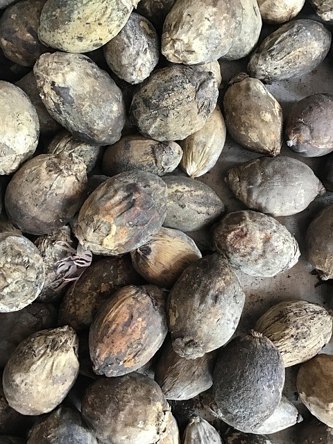 Free Betel Nuts Areca Nut photo and picture