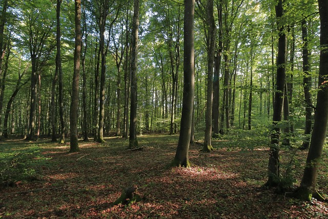 Arvores, Floresta, Folhas