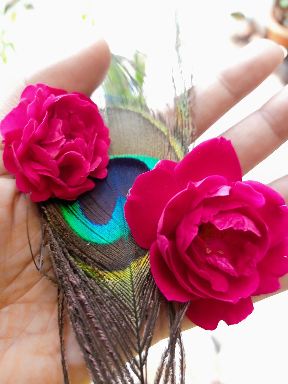 Feathers Peacock Blossom Free photo on Pixabay Pixabay