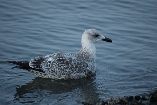 Free Seagull Bird photo and picture