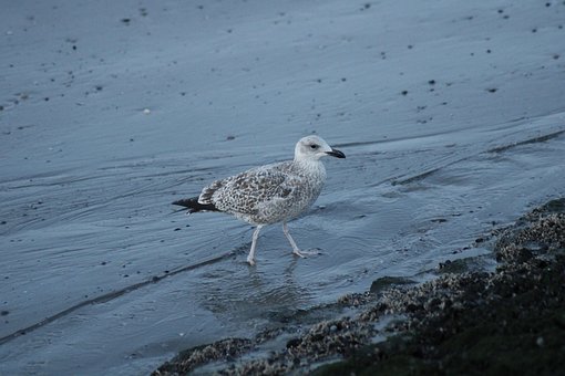 Free Seagull Bird photo and picture