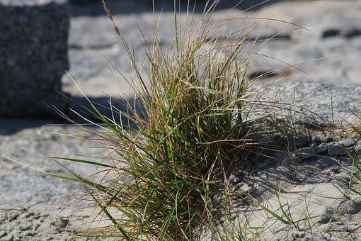 Free Grass Nature photo and picture
