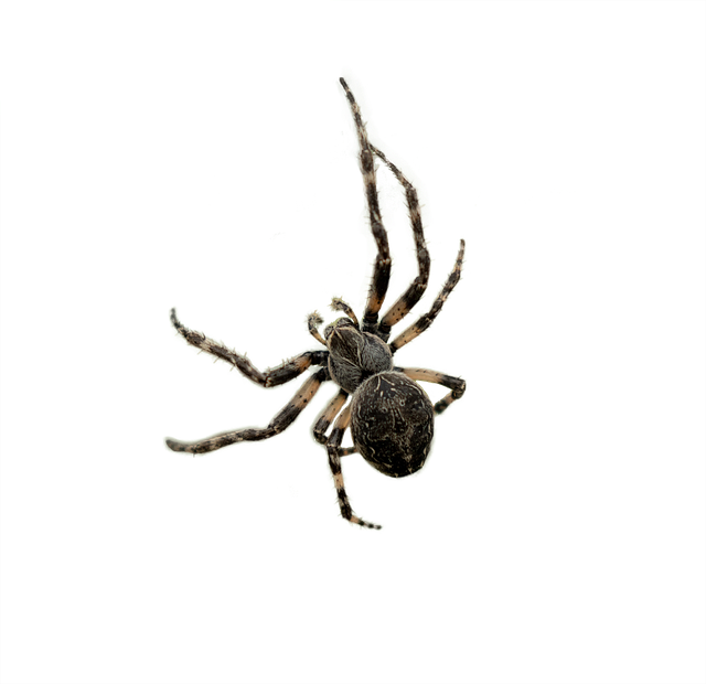 Free spider arachnid cut out illustration