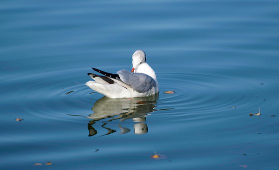 Free Tern Bird photo and picture