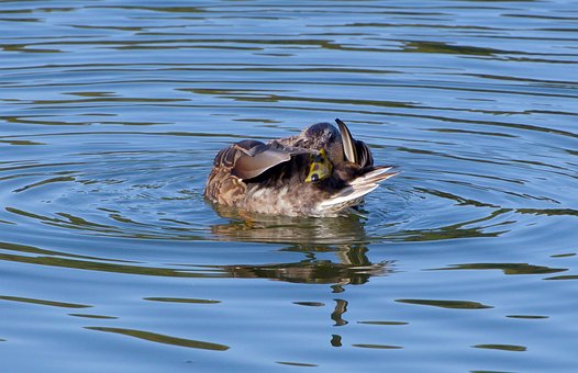 Free Duck Bird photo and picture