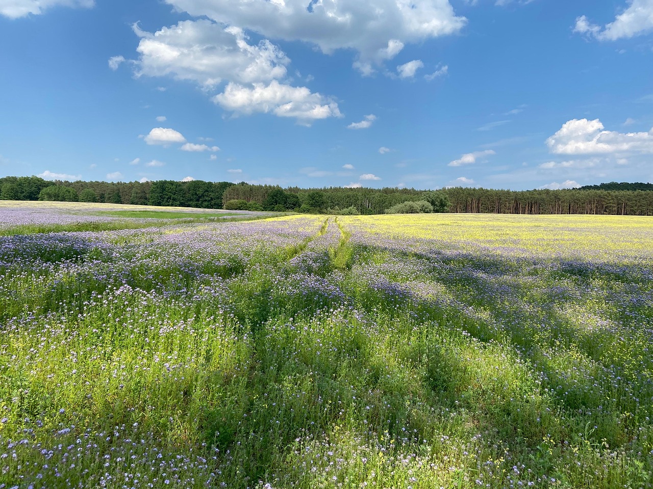 Campo Prado Flores Foto gratis en