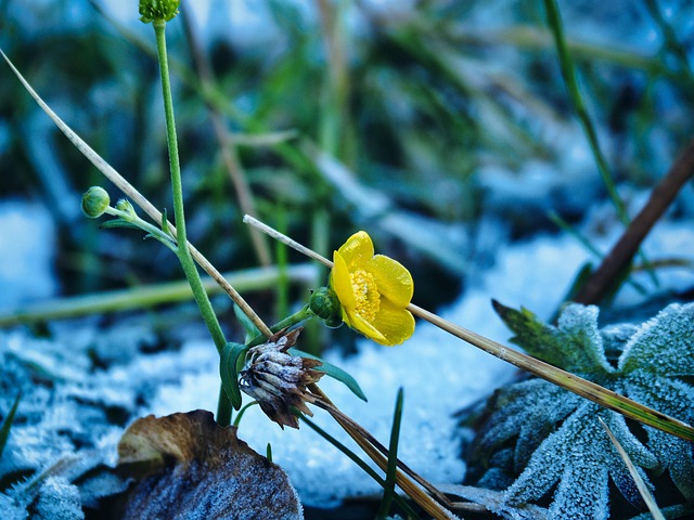 Buttercup, Escarcha, Flor, Cerrar