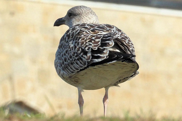 Free Seagull Bird photo and picture