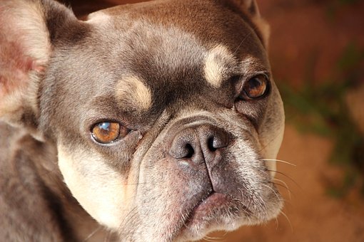 Free French Bulldog Dog photo and picture