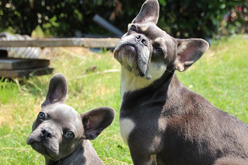 Free French Bulldogs Dogs photo and picture