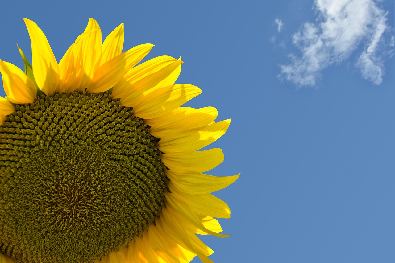 Flower Sunflower Sky - Free photo on Pixabay