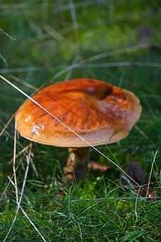 Free Nature Mushroom photo and picture