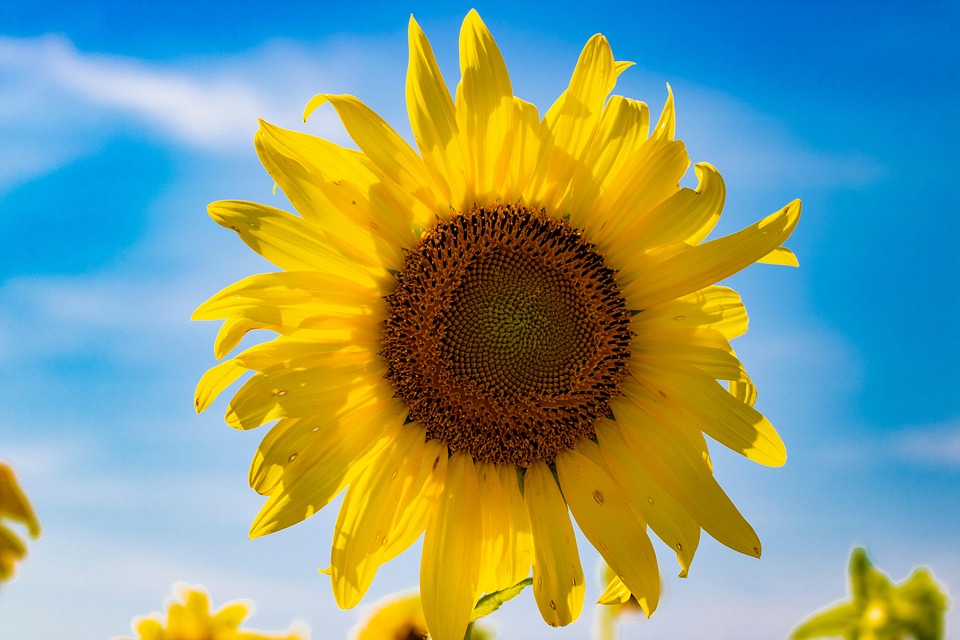 Sunflower Flower Plant Yellow - Free photo on Pixabay - Pixabay