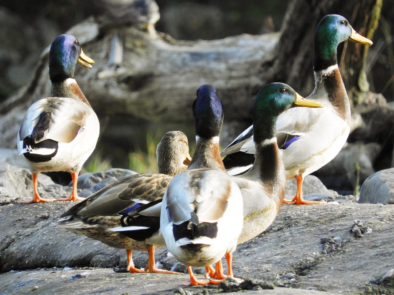 Ducks Birds Mallards - Free photo on Pixabay - Pixabay