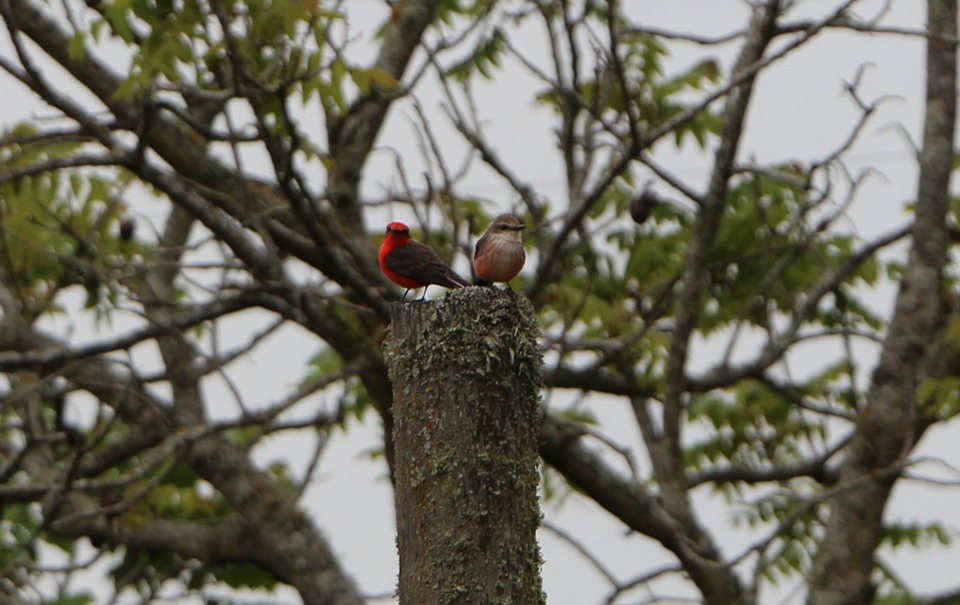 Birds Petirojo Nature Free photo on Pixabay Pixabay