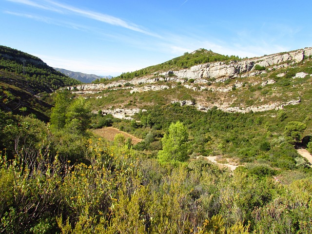 Træ, Natur, Landskab, Provence, Skov