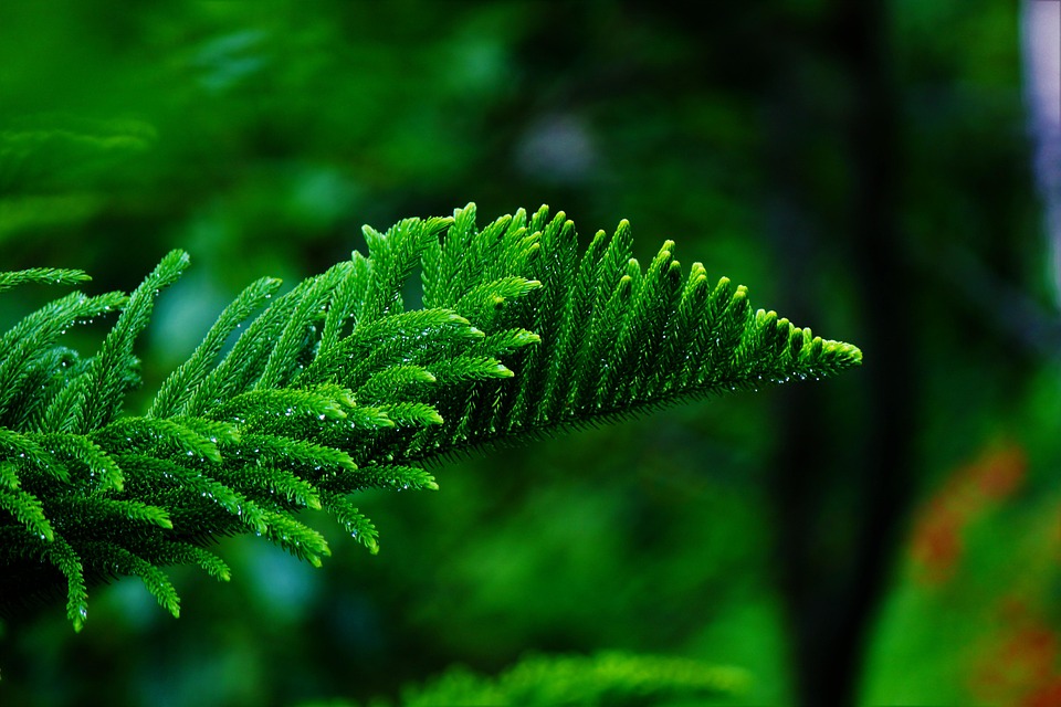 松树 叶子 树叶 - Pixabay上的免费照片 - Pixabay