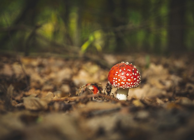 Free Mushroom Fungus photo and picture