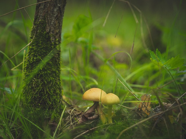 Free Mushroom Wild Mushrooms photo and picture