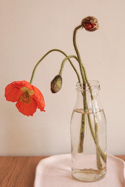 Vaso, Flor, Papel De Parede De Flores