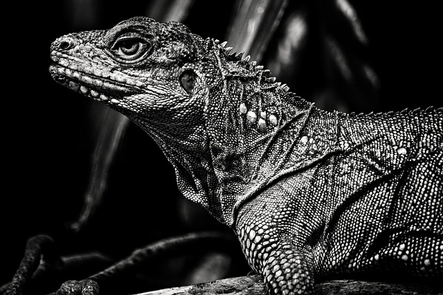 Reptil, Øgle, Dyreliv, Natur, Dyr