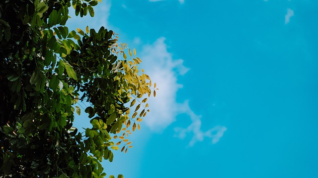 Free Tree Sky photo and picture