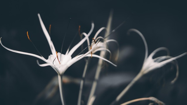 Free Flower Nature photo and picture