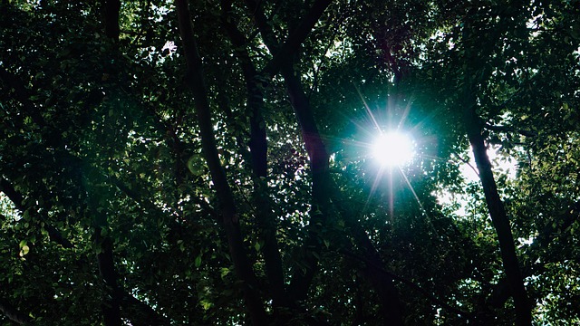 Free Tree Nature photo and picture