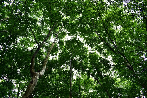 Free Trees Nature photo and picture