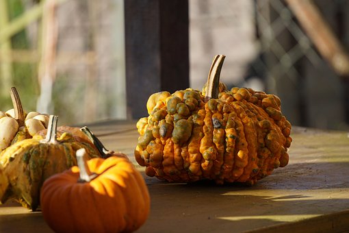 Free Fall Pumpkins photo and picture