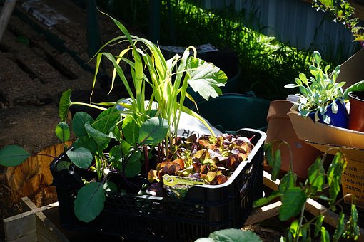 Free Garden Nature photo and picture