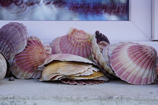 Free Seashell Marine photo and picture